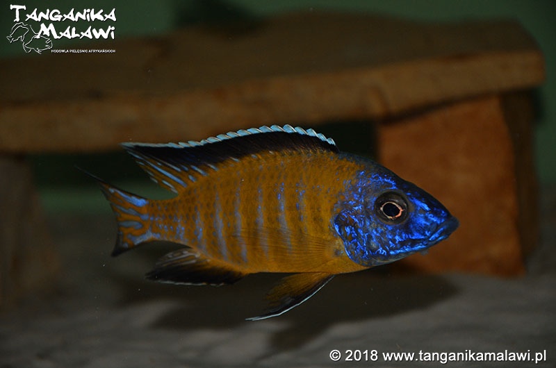 Aulonocara stuartgranti 'Hongi Island'